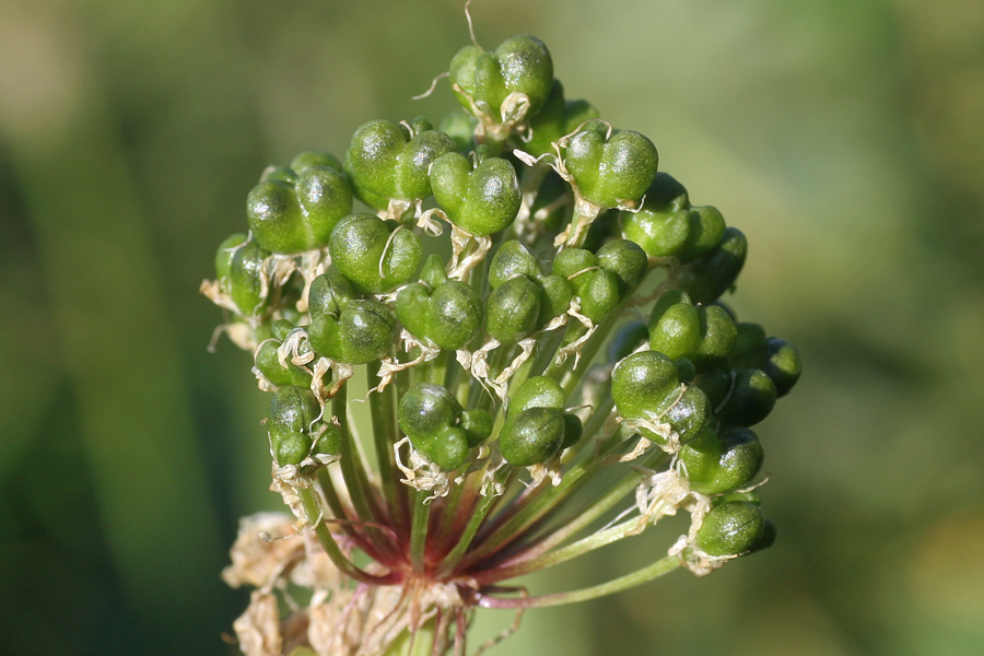 Allium victorialis / Aglio serpentino